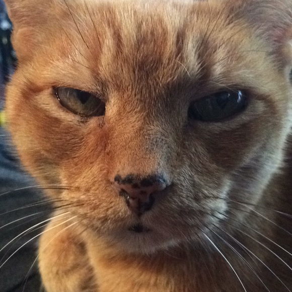 Meet your Posher, Lauren - Picture 1 of 1